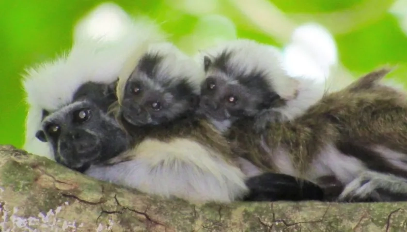Familia de titíes cabeciblancos.