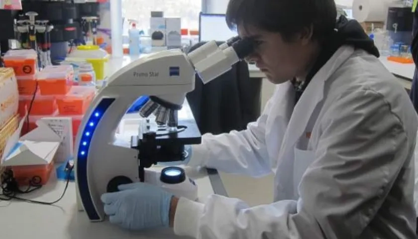 El avance tiene el potencial de ayudar a desarrollar terapias basadas en células madres adultas "para curar enfermedades hasta ahora sin cura.