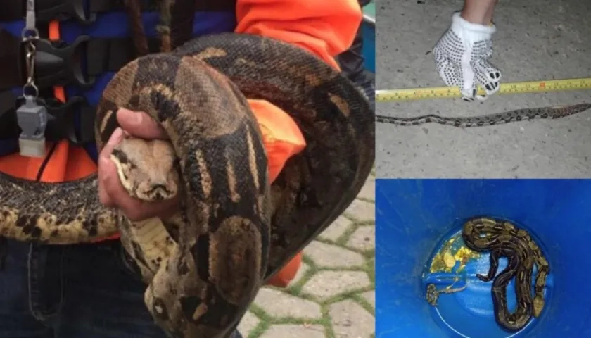 Esta fue la boa constrictor hallada en el parque Simón Bolívar de Bogotá. En la otra foto, una de las crías.