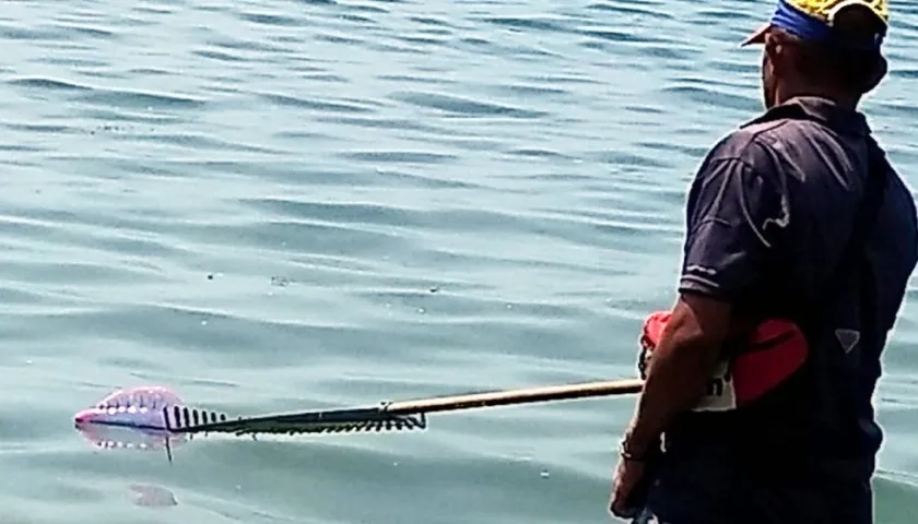 Presencia de ‘aguamalas’ o ‘fragatas portuguesas’