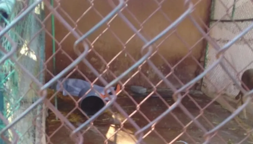 El empleado encontrado sin vida en la jaula después de ser atacado por el felino.