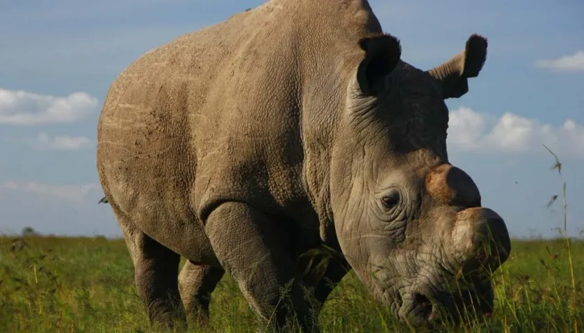Rinoceronte blanco del norte.