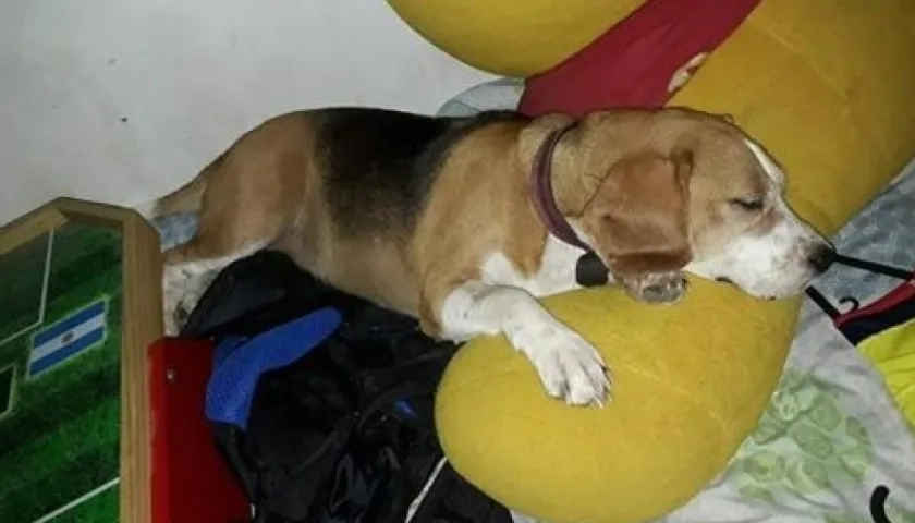 'Kiara' perrita perdida.