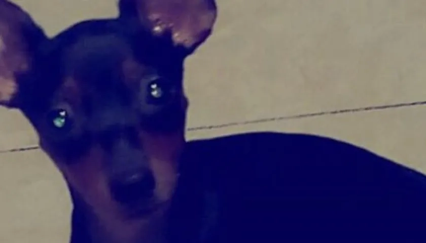 'Princesa' perrita perdida.