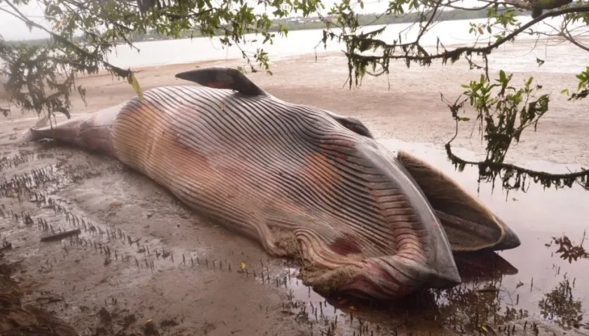 La ballena fue hallada por la Armada Nacional.