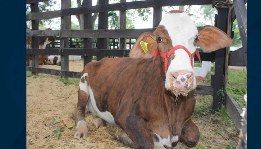 El único medio para prevenir y controlar la rabia es la vacunación.
