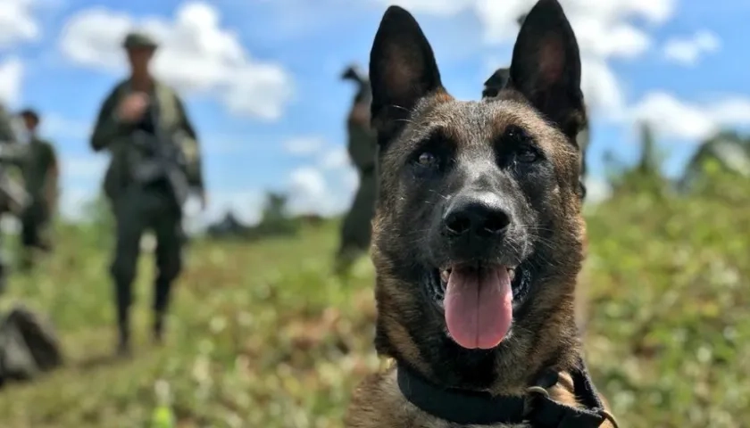 Killer era un can experto en detectar antiexplosivos.