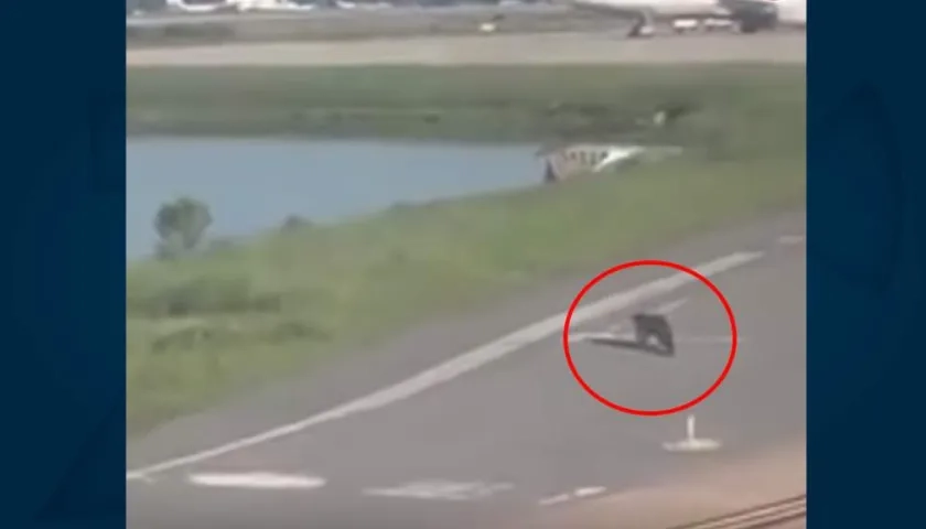 Momentos en que el caimán caminaba por la pista del aeropuerto.