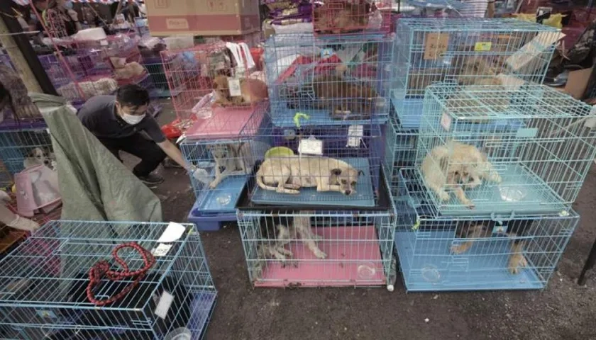 El festival anual de carne de perro Yulin.