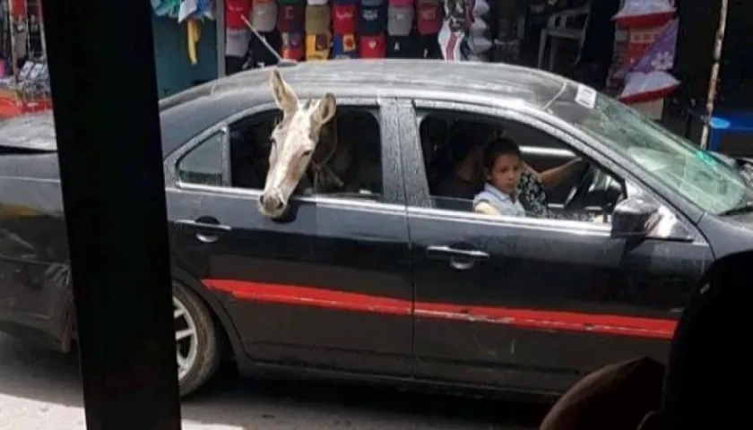 Burro a bordo de un carro.