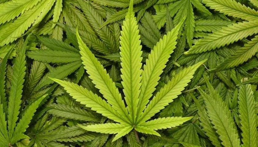 Las licencias de cultivo las da el Ministerio de Justicia.