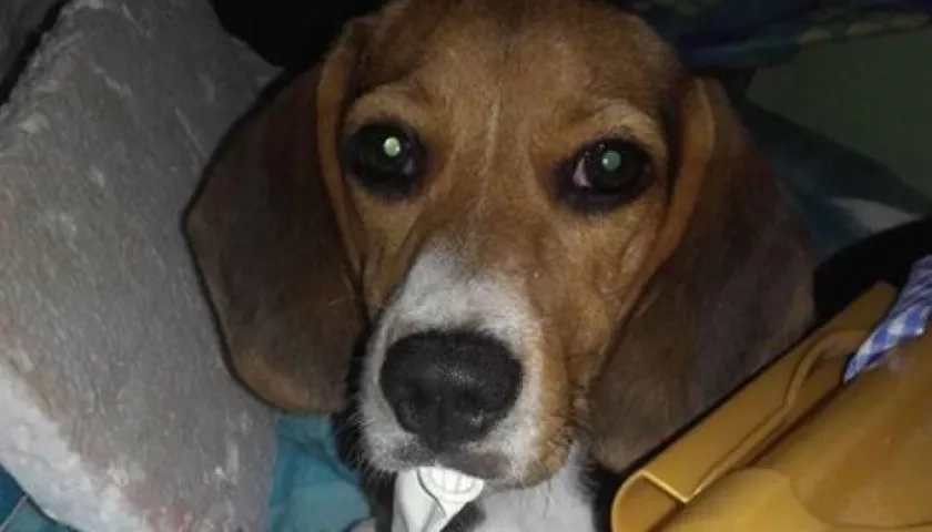 'Peggy' perra perdida.