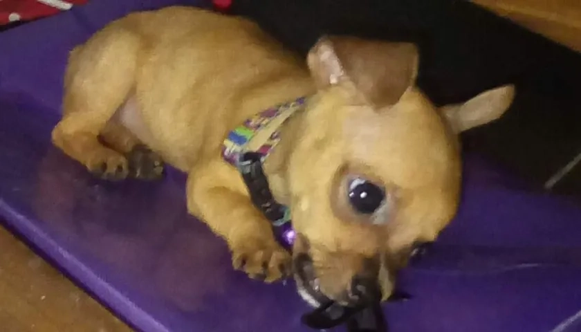 'Rufus' mascota perdida.