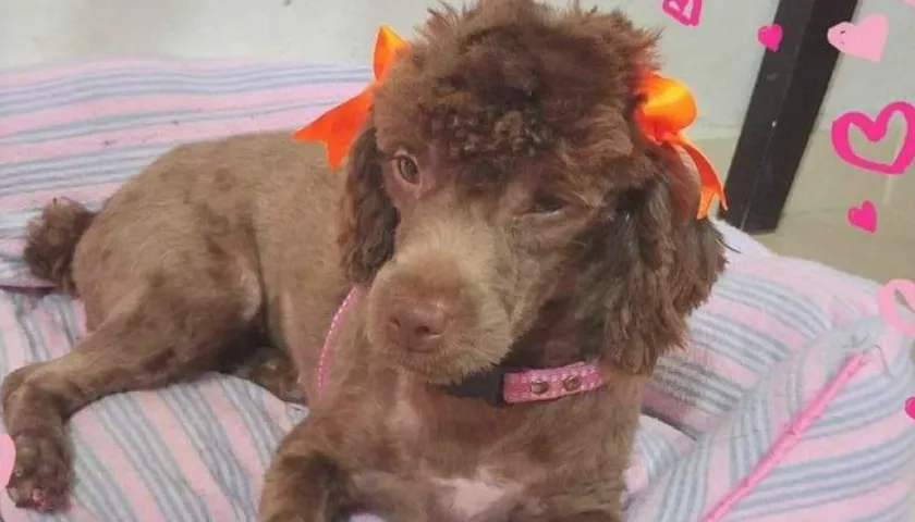 'Canela' perrita perdida.