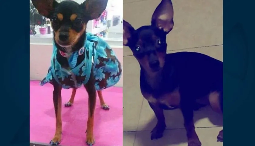Las perritas 'Princesa' y 'Maya'.