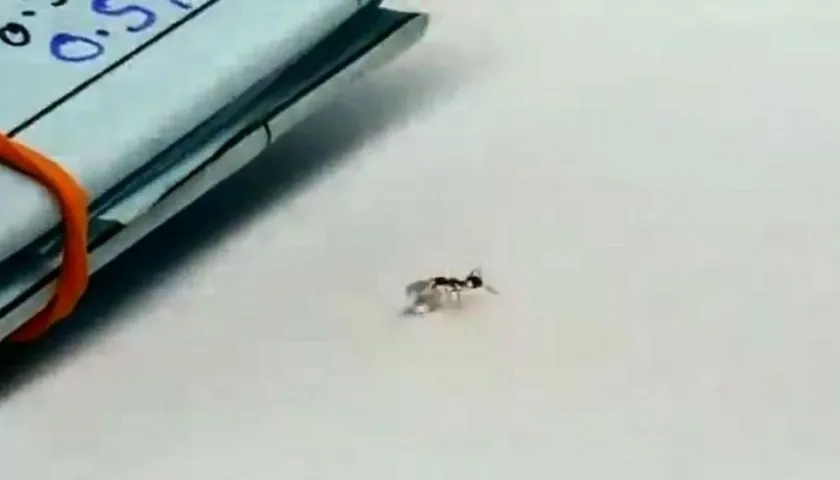 Hormiga al momento de tomar el diamante.