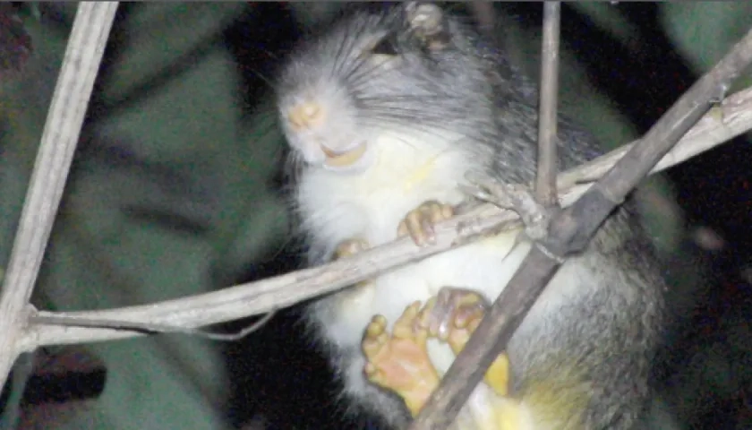 Dactylomis peruanus.