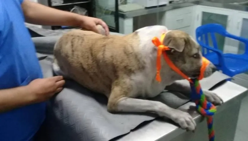 'Madonna' perrita apuñalada.