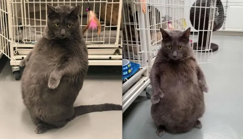 'Bruno' gato en adopción en Illinois, Estados Unidos.