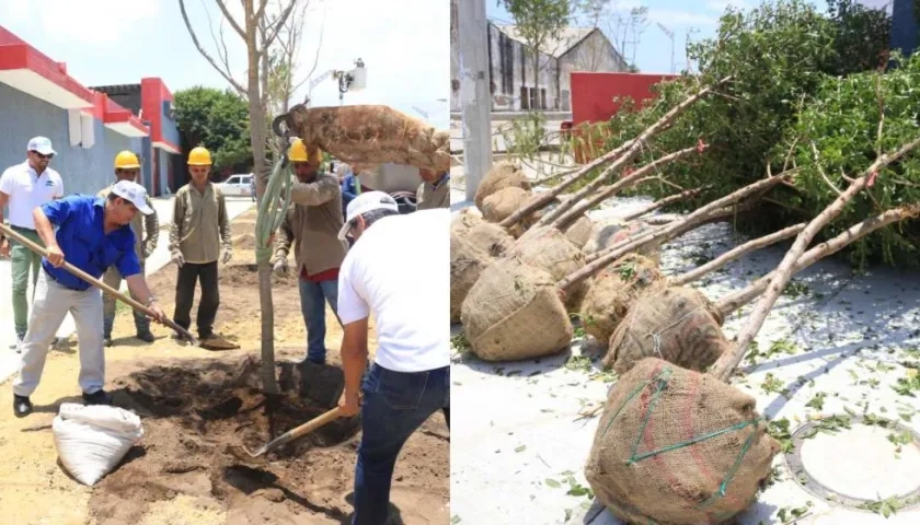 Fueron sembrados 74 árboles en los alrededores de la canalización del arroyo de la 21