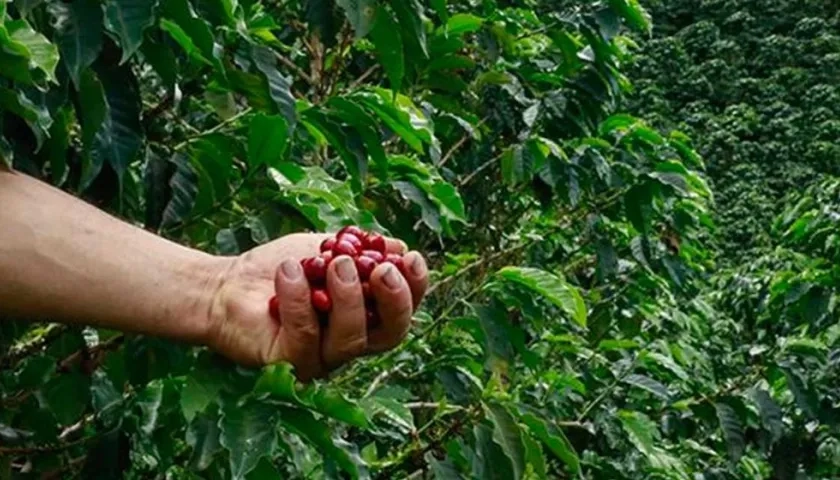 En Colombia, hay sembradas 903.951 hectáreas en café y más del 25% de la población rural del país es cafetera.