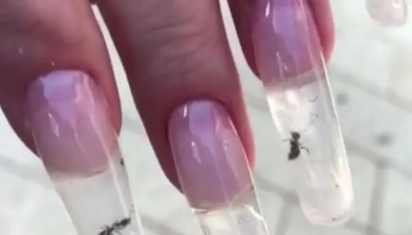 Los insectos son insertados vivos en las uñas acrílicas.