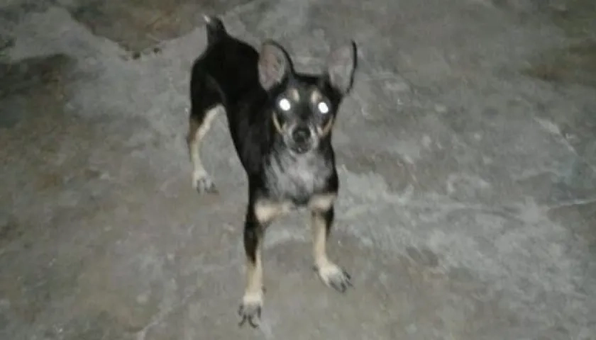 'Azabache' perrito perdido.