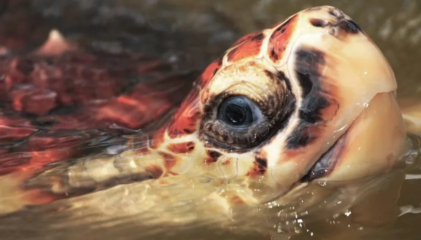 "Estamos en plena temporada de anidamiento", dijo Ministro de Vivienda sobre la tortuga carey.