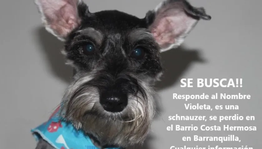 'Violeta' perrita extraviada.
