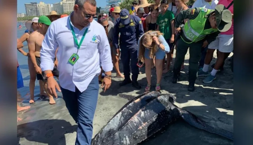 Tortuga muerta en playas de Bello Horizonte.