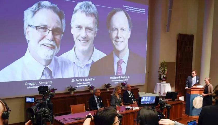 Gregg L. Semenza, Peter J. Ratcliffe, y William G. Kaelin