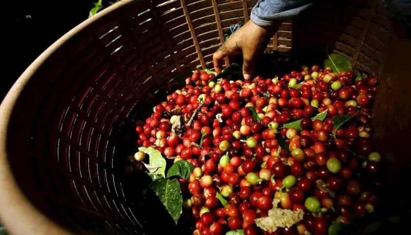 Espíritu de Paz es cultivado en el departamento del Cauca.