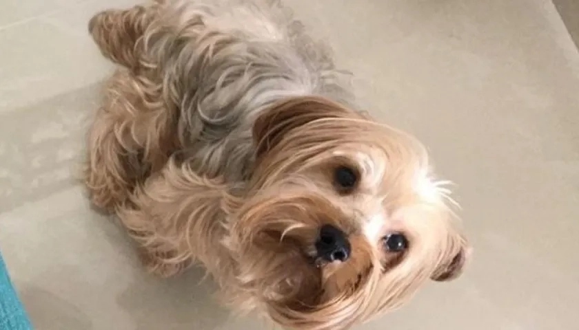 'Lucas', perrito extraviado.