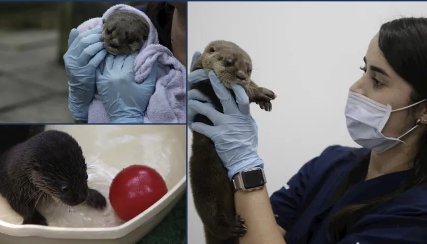 Una pareja de veterinarios se encarga de cuidar a la nutria.