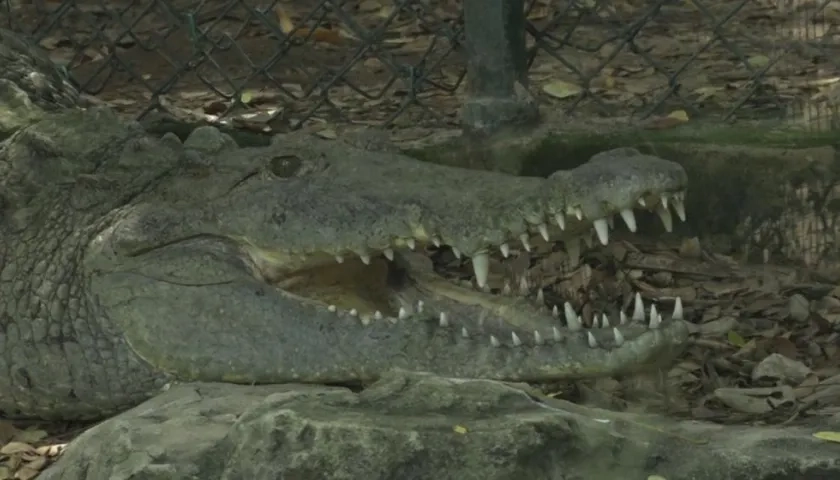 Caimán aguja, nuevo alcalde del Zoológico de Barranquilla.