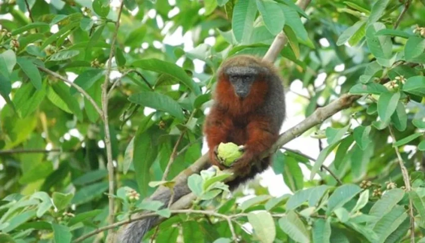 Plecturocebus caquetensis.