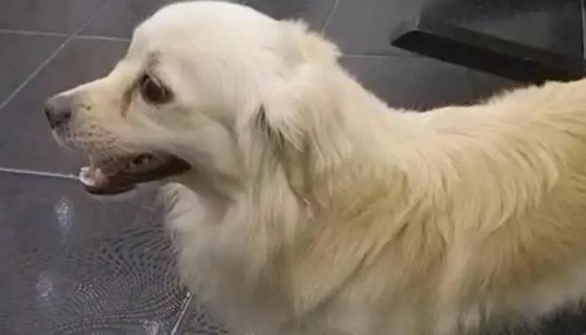 'Matius', perrito extraviado.