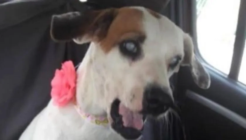 'Blanquita', perrita extraviada.