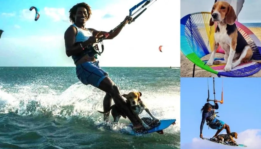 'Pequeñín', perro extraviado.