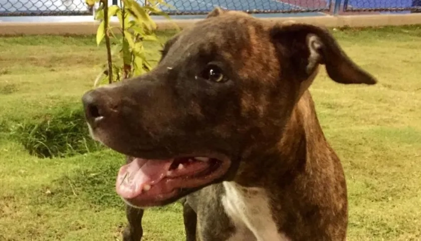 'Zeus', perro extraviado.