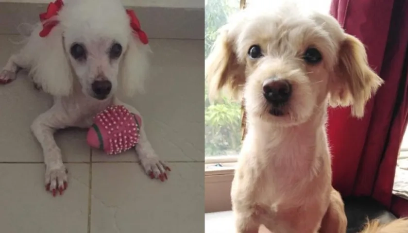 'Preciosa' y 'Gaviota', perritas extraviadas.