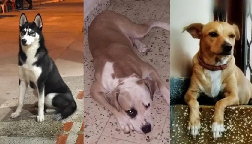 'Niña', 'Rocky' y 'Luna', mascotas extraviadas.