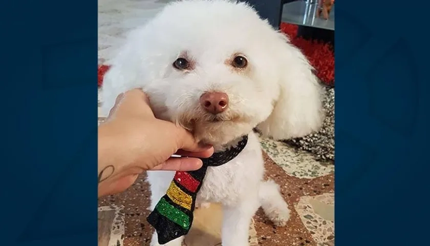 'Deal', perrito extraviado.