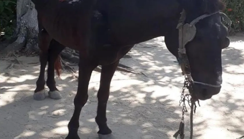 La Policía logró la incautación de un caballo en el barrio Los Cocos del municipio de Soledad.