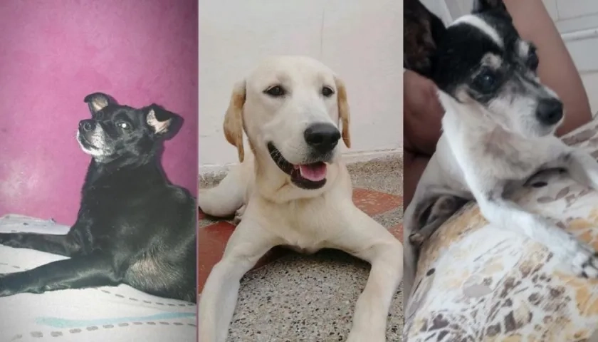 ‘Niña’, ‘Luna’ Y ‘Coki’, mascotas extraviadas.