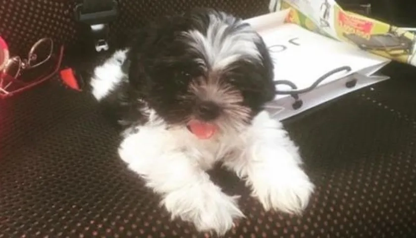 'Berlín Andrés', perrito extraviado.