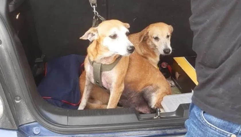 Bingo y Canela, perritos extraviados.