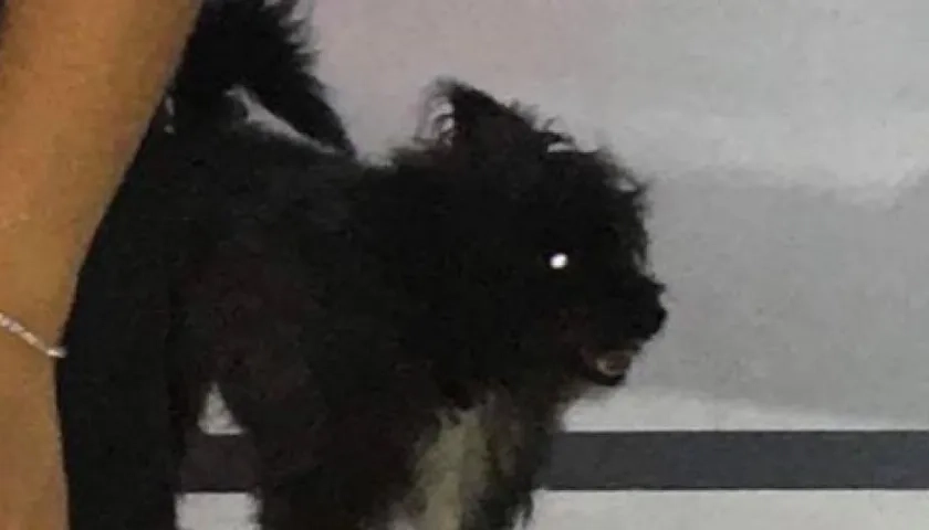 'Nicky', perrito extraviado.