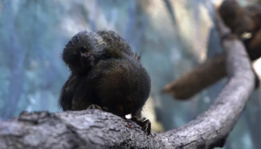 Cría de tití pigmeo cargada por su madre.
