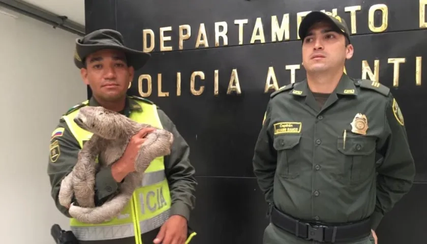 Oso perezoso recuperado por la Policía Ambiental del Atlántico.